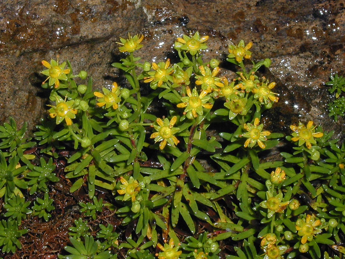 Saxifraga aizoides